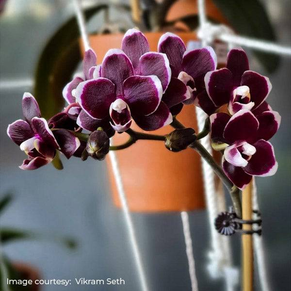 Phalaenopsis Red Peoker - Without Flowers | BS - Buy Orchids Plants Online by Orchid-Tree.com