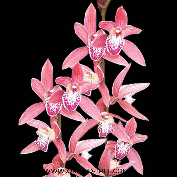 Cymbidium Eastern Promise - Without Flowers | MS - Buy Orchids Plants Online by Orchid-Tree.com