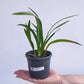 Cymbidium Eastern Promise - Without Flowers | MS - Buy Orchids Plants Online by Orchid-Tree.com