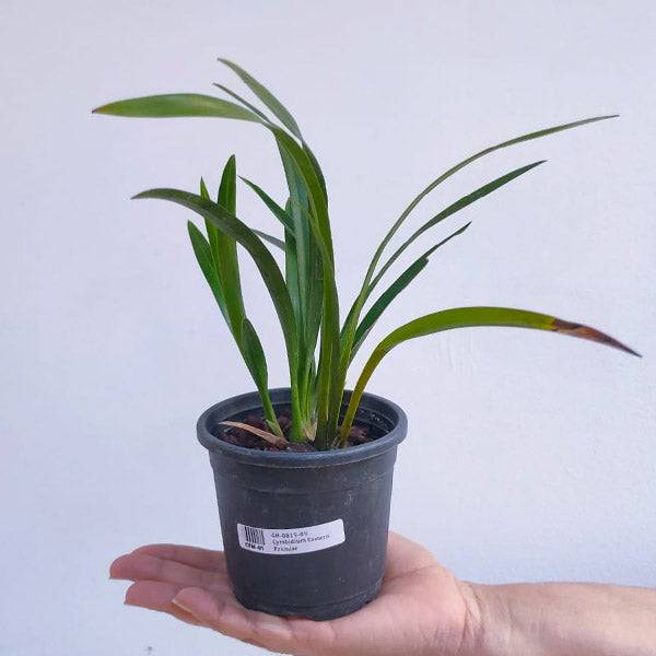 Cymbidium Eastern Promise - Without Flowers | MS - Buy Orchids Plants Online by Orchid-Tree.com