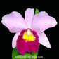 Cattleya Irene Finney - Without Flowers | BS - Buy Orchids Plants Online by Orchid-Tree.com