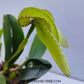 Bulbophyllum arfakianum Green - Without Flowers | BS - Buy Orchids Plants Online by Orchid-Tree.com
