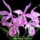 Cattleya Haleahi Profusion - Without Flowers | BS - Buy Orchids Plants Online by Orchid-Tree.com