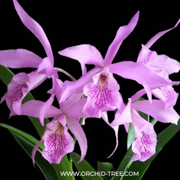 Cattleya Haleahi Profusion - Without Flowers | BS - Buy Orchids Plants Online by Orchid-Tree.com