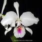 Cattleya labiata var. semi-alba sp. - Without Flowers | BS - Buy Orchids Plants Online by Orchid-Tree.com