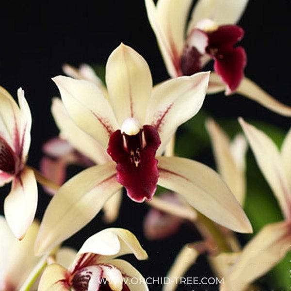 Cymbidium Suan Luang - Without Flowers | BS - Buy Orchids Plants Online by Orchid-Tree.com
