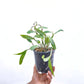 Cattleya intermedia sp. - Without Flowers | BS - Buy Orchids Plants Online by Orchid-Tree.com