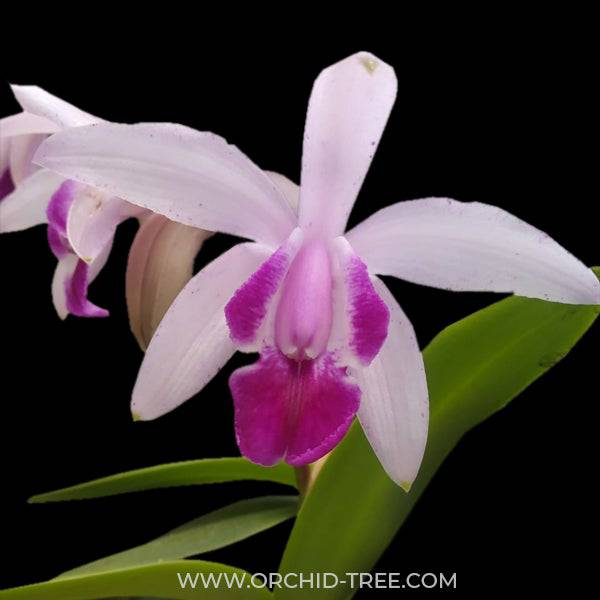Cattleya intermedia sp. - Without Flowers | BS - Buy Orchids Plants Online by Orchid-Tree.com