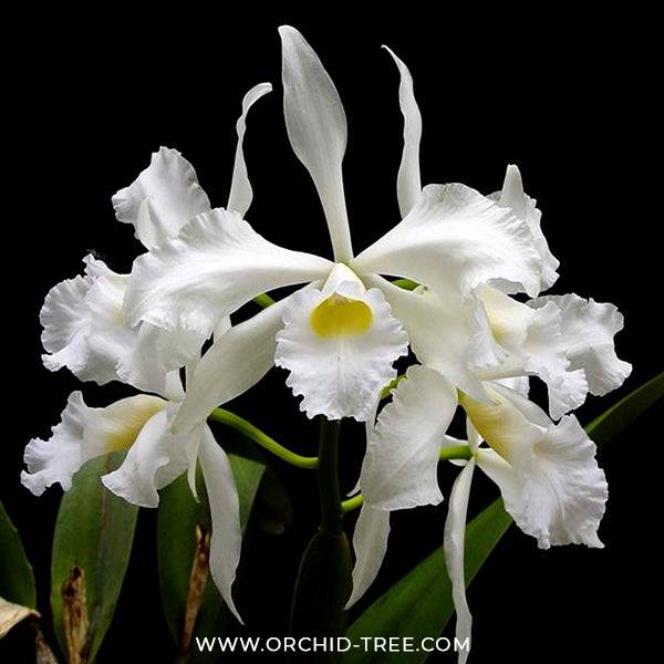Cattleya purpurata var. alba - Without Flowers | BS - Buy Orchids Plants Online by Orchid-Tree.com