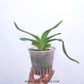 Paphiopedilum Vanguard - Without Flowers | BS - Buy Orchids Plants Online by Orchid-Tree.com