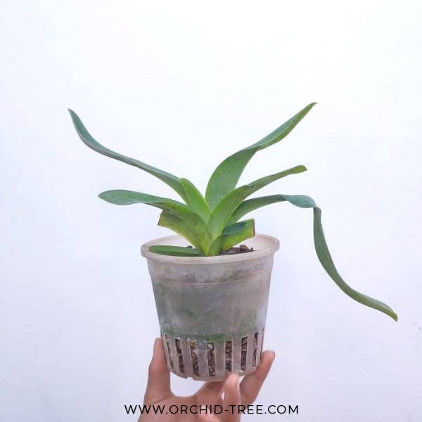 Paphiopedilum Vanguard - Without Flowers | BS - Buy Orchids Plants Online by Orchid-Tree.com