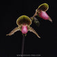 Paphiopedilum Vanguard - Without Flowers | BS - Buy Orchids Plants Online by Orchid-Tree.com