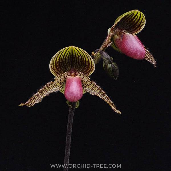 Paphiopedilum Vanguard - Without Flowers | BS - Buy Orchids Plants Online by Orchid-Tree.com
