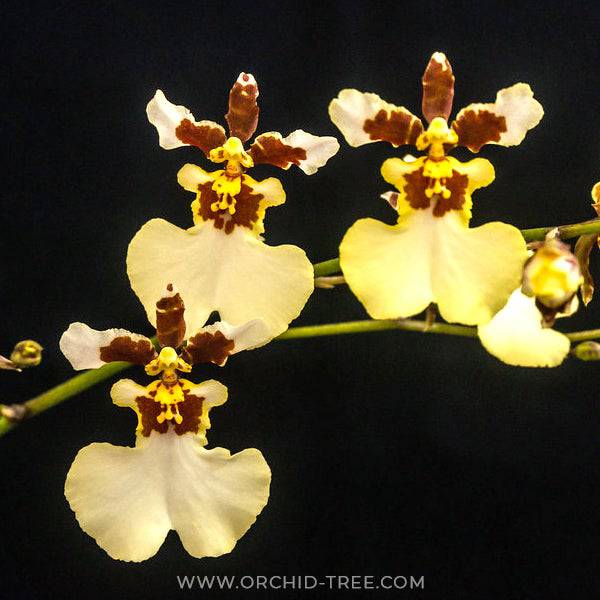 Oncidium Snow White - Without Flowers | BS - Buy Orchids Plants Online by Orchid-Tree.com
