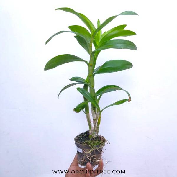 Dendrobium Burana Charming - Without Flowers | BS - Buy Orchids Plants Online by Orchid-Tree.com