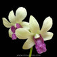 Dendrobium Burana Charming - Without Flowers | BS - Buy Orchids Plants Online by Orchid-Tree.com