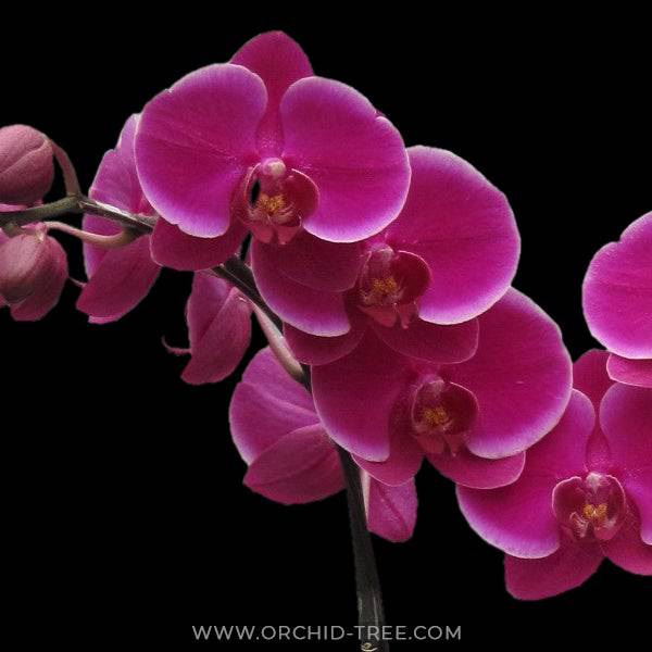 Phalaenopsis Sweet Coke - With Flowers | FF - Buy Orchids Plants Online by Orchid-Tree.com