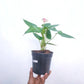 Anthurium Princess White (Mini) - With Flowers | FF - Buy Orchids Plants Online by Orchid-Tree.com
