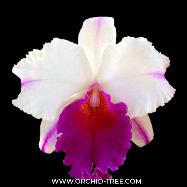 Cattleya Morning Stars - Without Flowers | BS - Buy Orchids Plants Online by Orchid-Tree.com