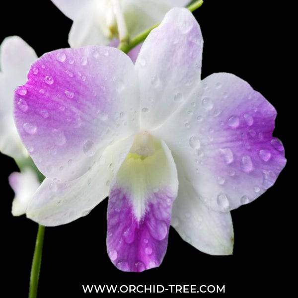 Dendrobium Omyai Pink - Without Flowers | BS - Buy Orchids Plants Online by Orchid-Tree.com
