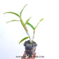 Dendrobium Burana Lucky x Red Flame - Without Flowers | BS - Buy Orchids Plants Online by Orchid-Tree.com
