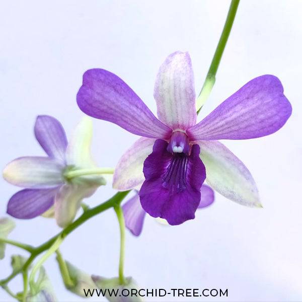 Dendrobium Serene Chang - Without Flowers | BS - Buy Orchids Plants Online by Orchid-Tree.com