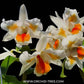 Dendrobium Roongakamol Splash - Without Flowers | BS - Buy Orchids Plants Online by Orchid-Tree.com