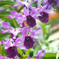 Dendrobium Serene Chang - Without Flowers | BS - Buy Orchids Plants Online by Orchid-Tree.com