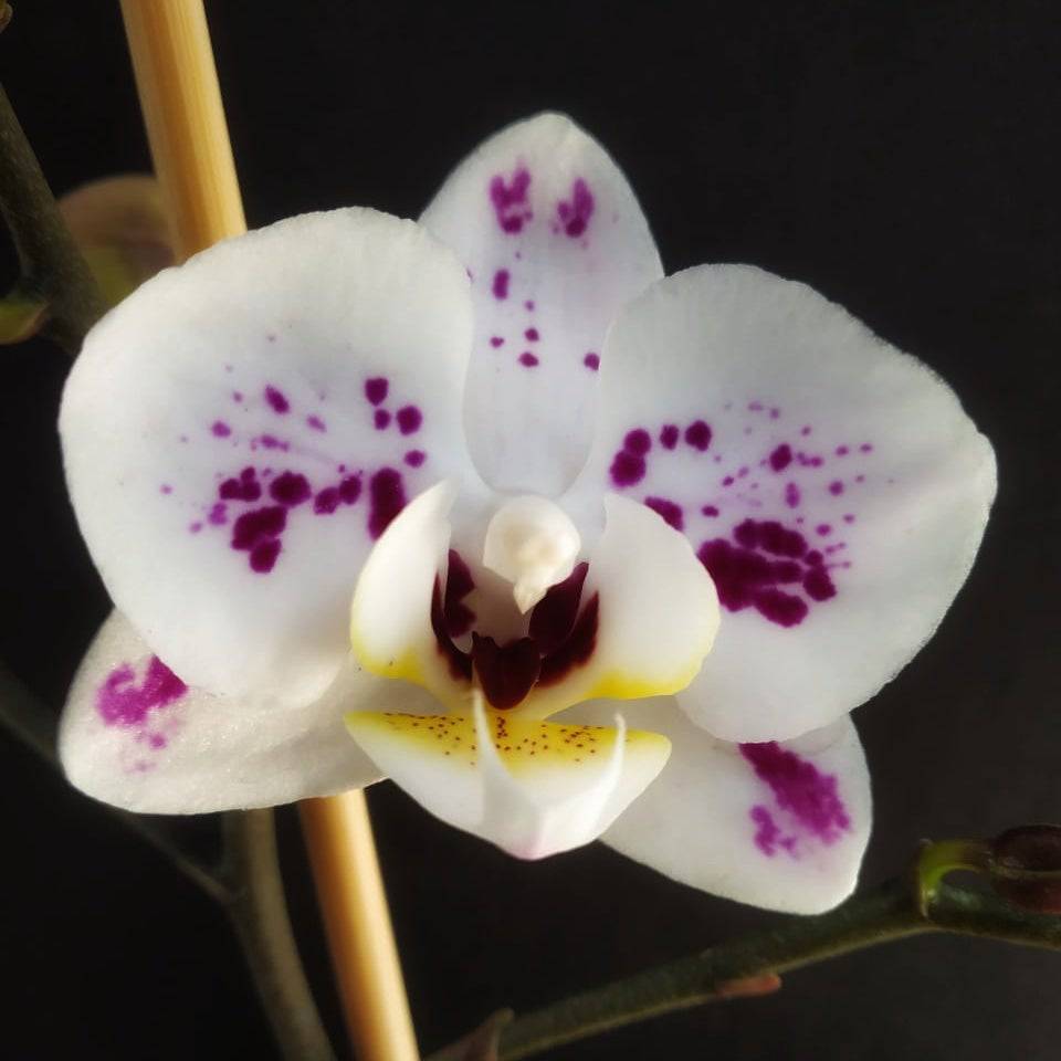 Phalaenopsis Christmas Star - With Small Spike | FF - Buy Orchids Plants Online by Orchid-Tree.com