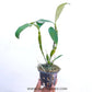 Dendrobium farmeri petaloid album sp. - Without Flowers | BS - Buy Orchids Plants Online by Orchid-Tree.com