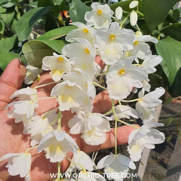 Dendrobium farmeri petaloid album sp. - Without Flowers | BS - Buy Orchids Plants Online by Orchid-Tree.com