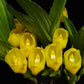 Anguloa clowesii sp. - Without Flowers | BS - Buy Orchids Plants Online by Orchid-Tree.com