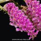 Dendrobium secundum sp. - Without Flower | BS - Buy Orchids Plants Online by Orchid-Tree.com