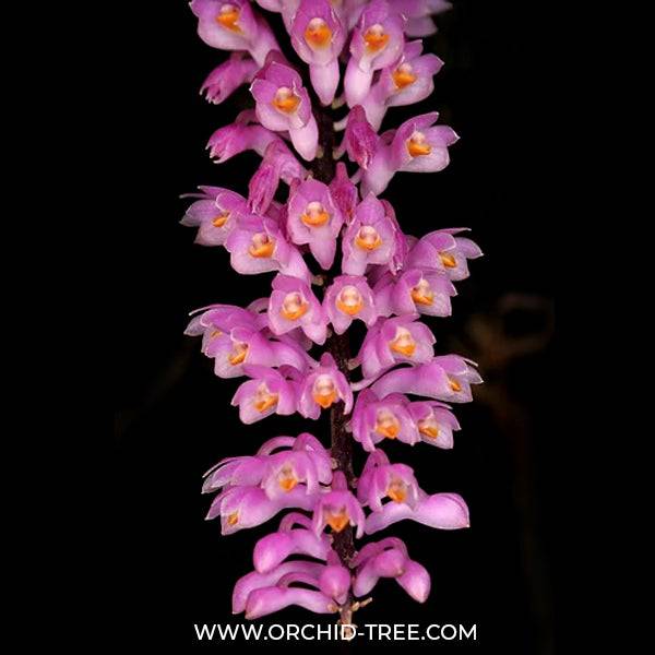 Dendrobium secundum sp. - Without Flower | BS - Buy Orchids Plants Online by Orchid-Tree.com