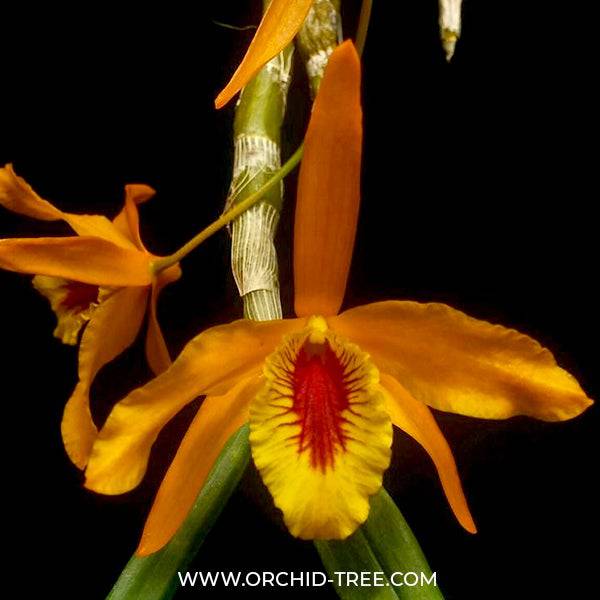 Dendrobium Chantaboon Sunrise - With Buds | FF - Buy Orchids Plants Online by Orchid-Tree.com