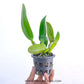 Cattleya Mackie's Flare - Without Flowers | BS - Buy Orchids Plants Online by Orchid-Tree.com