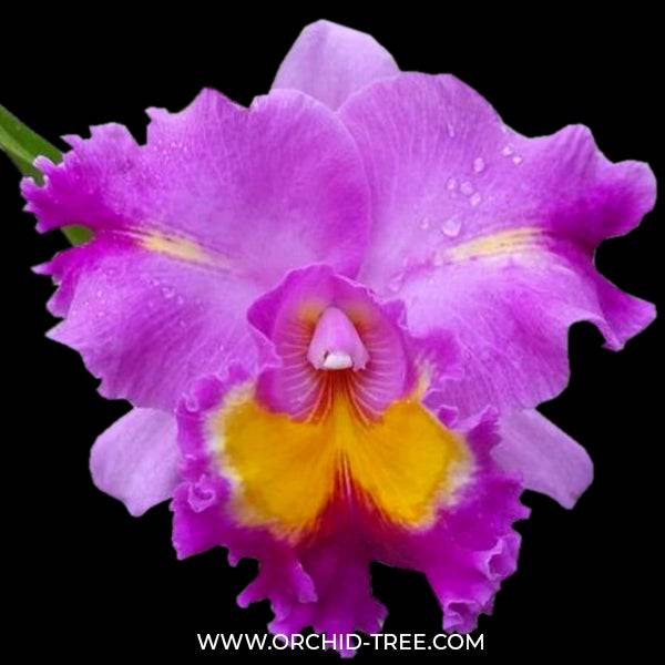 Cattleya Mackie's Flare - Without Flowers | BS - Buy Orchids Plants Online by Orchid-Tree.com