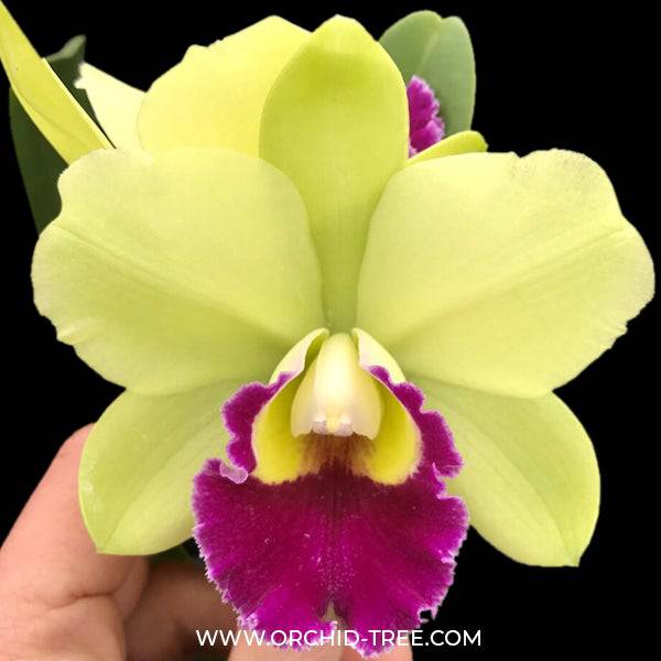 Cattleya Lord Greenworth - Without Flowers | BS - Buy Orchids Plants Online by Orchid-Tree.com
