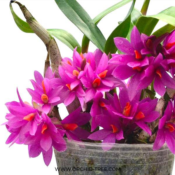 Dendrobium Hibiki - Without Flowers | BS - Buy Orchids Plants Online by Orchid-Tree.com
