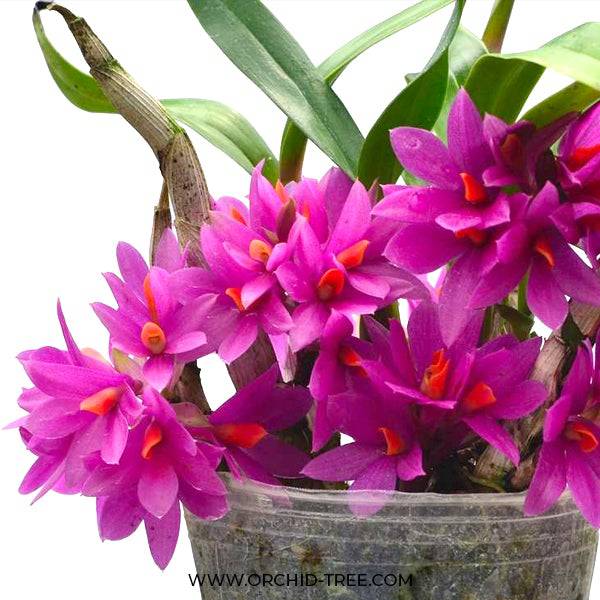 Dendrobium Hibiki - Without Flowers | BS - Buy Orchids Plants Online by Orchid-Tree.com