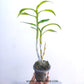 Dendrobium Orange POF 4 - Without Flowers | BS - Buy Orchids Plants Online by Orchid-Tree.com