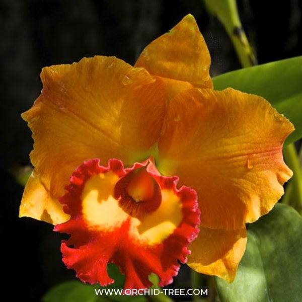 Cattleya Yen 24 Carat - Without Flowers | BS - Buy Orchids Plants Online by Orchid-Tree.com