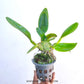 Cattleya Yen 24 Carat - Without Flowers | BS - Buy Orchids Plants Online by Orchid-Tree.com