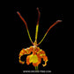Psychopsis papilio sp. - With Bud | FF - Buy Orchids Plants Online by Orchid-Tree.com