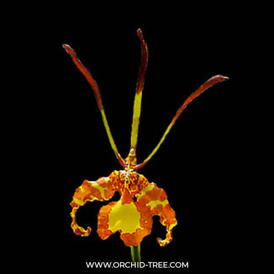Psychopsis papilio sp. - With Bud | FF - Buy Orchids Plants Online by Orchid-Tree.com