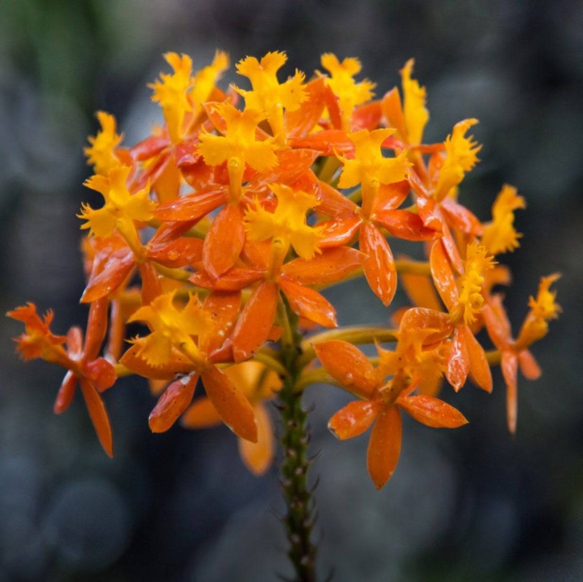Kokedama Epidendrum Orchid - Buy Orchids Plants Online by Orchid-Tree.com