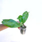 Phalaenopsis Tying Shin Fly Eagle x Tetraspis C1 - With Spike | FF - Buy Orchids Plants Online by Orchid-Tree.com