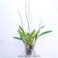 Encyclia phoenicea hybrid - Without Flowers | BS - Buy Orchids Plants Online by Orchid-Tree.com