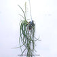 Seidenfadenia mitrata var alba - Without Flowers | BS - Buy Orchids Plants Online by Orchid-Tree.com