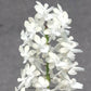 Seidenfadenia mitrata var alba - Without Flowers | BS - Buy Orchids Plants Online by Orchid-Tree.com